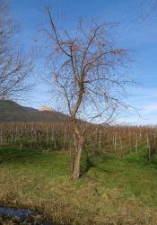 grossfischlingen_004