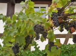 4_Weintrauben