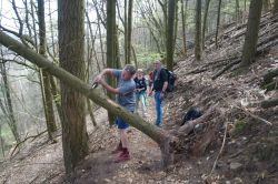 Kettensäge_im_Einsatz