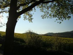 donnersberg-von-der-hütte-aus_1