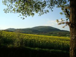 donnersberg-von-der-hütte-aus_raps
