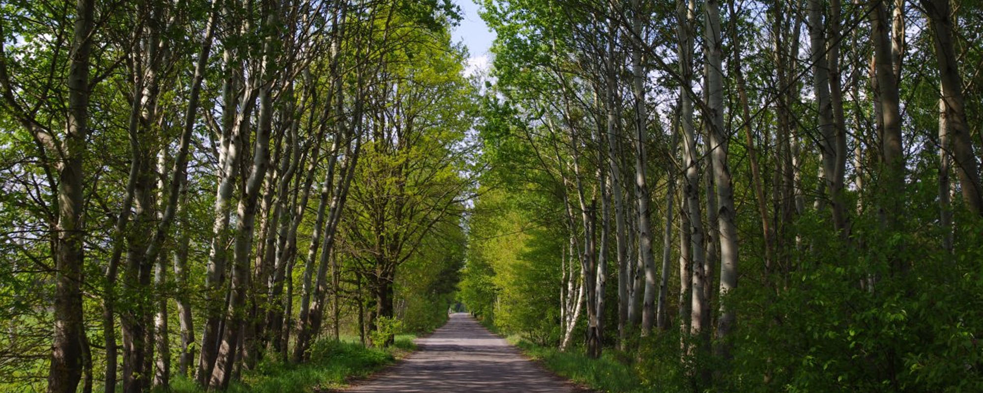 speyer head historie