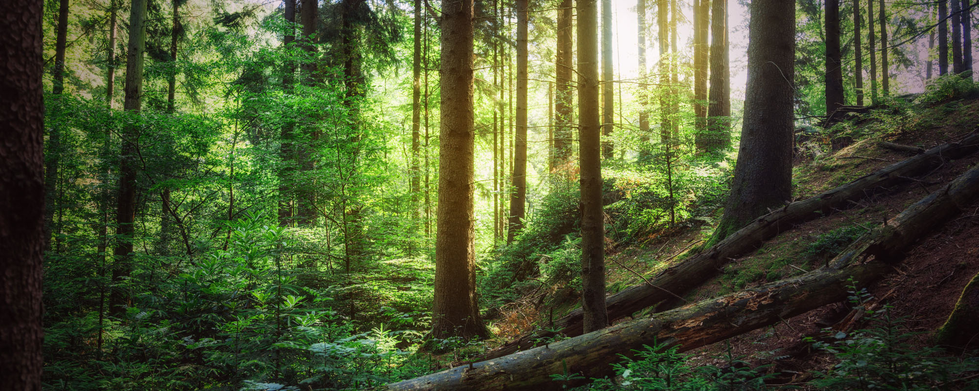 speyer head historie