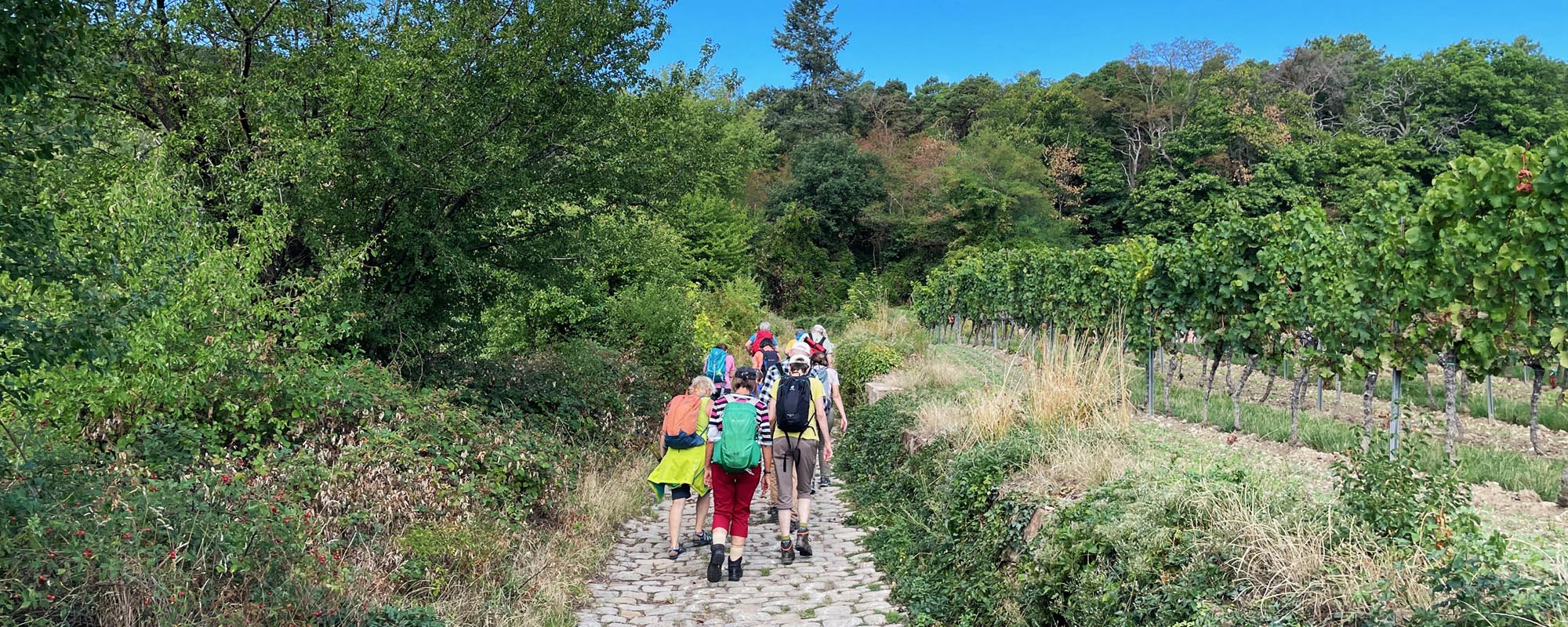 luma head jahresprogramm