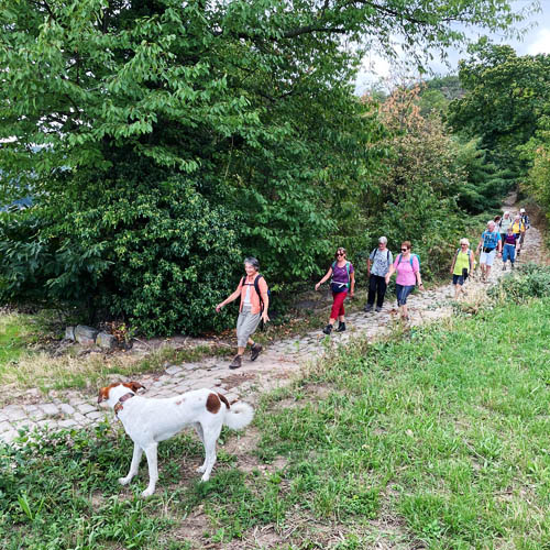 img ludwigshafen mannheim