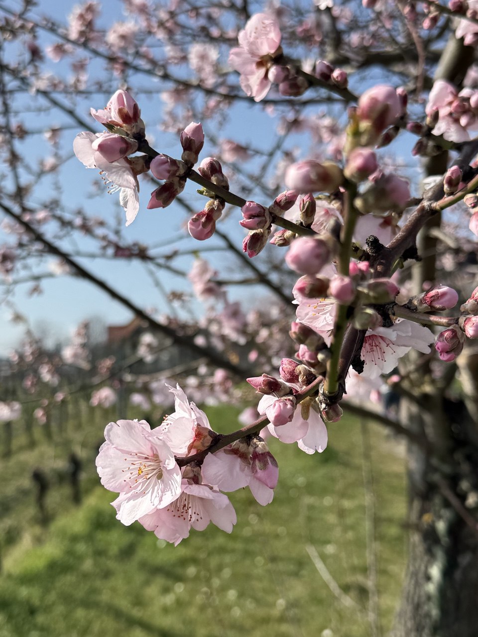 photo 2026 03 12 21 48 16